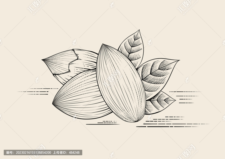 巴旦木插畫