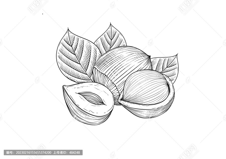 榛子版畫風(fēng)格插畫