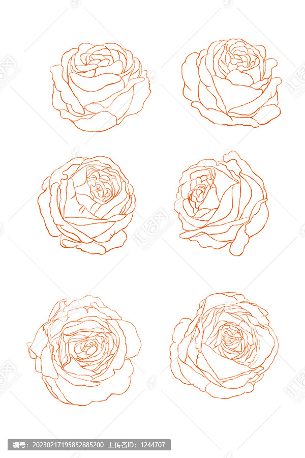 玫瑰花