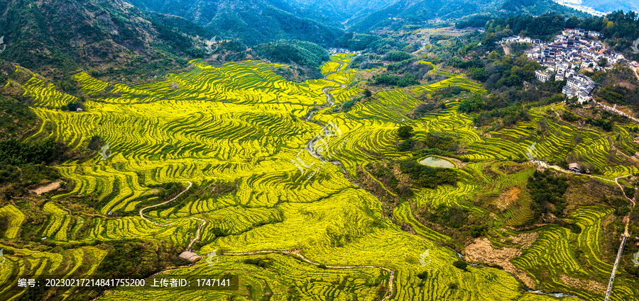 婺源篁岭油菜花