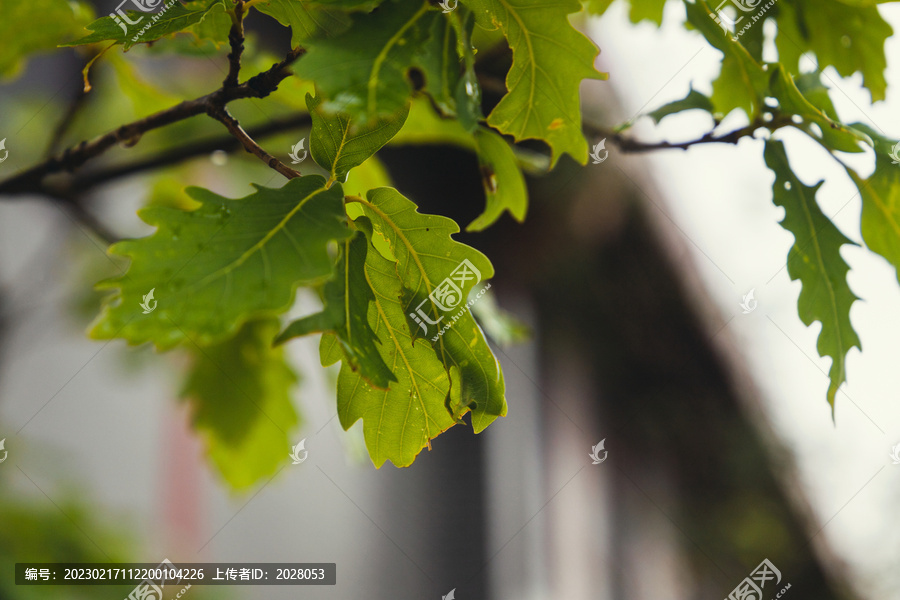 秋季雨后挂满水珠的树叶