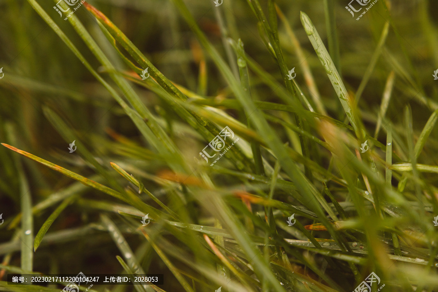 秋季渐黄的小草沾满露水
