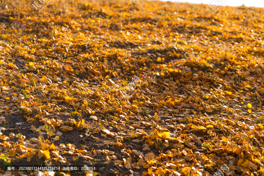 秋天的金色草地布满阳光