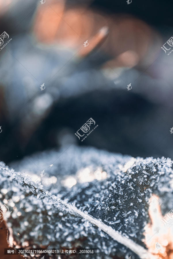 霜降立冬节气户外植物素材