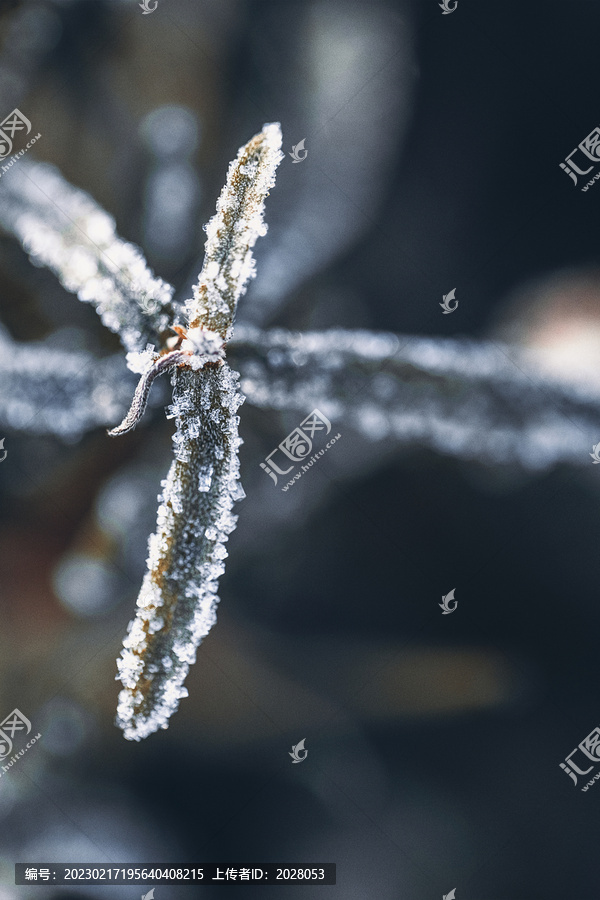 落叶结霜节气霜降立冬海报