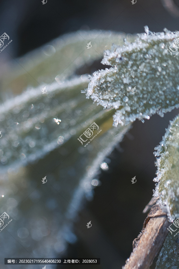 霜降节气结霜植物素材