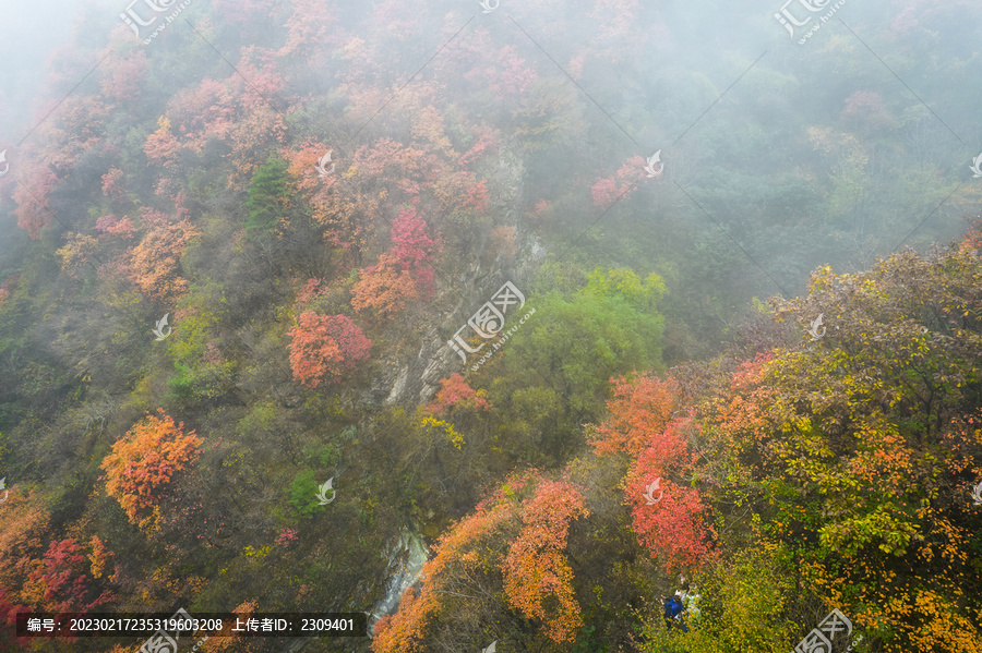 雾景