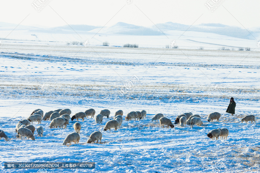 冬天雪地放牧羊群