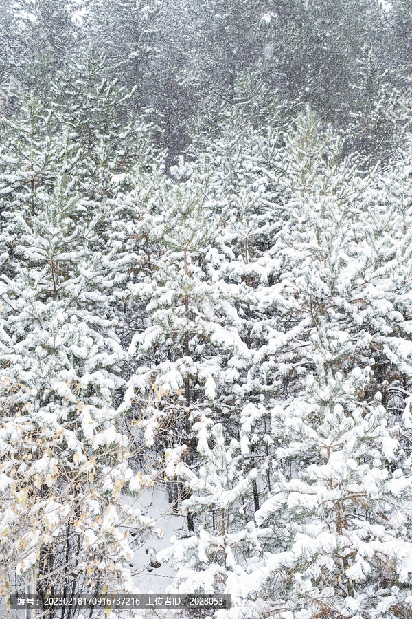 冬季大雪里的松树林