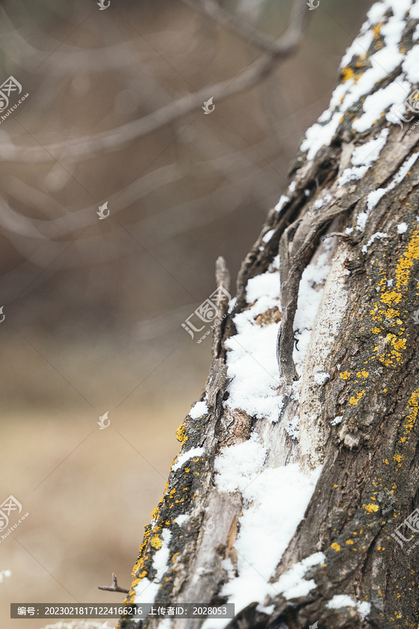 冬季小雪覆盖的树皮