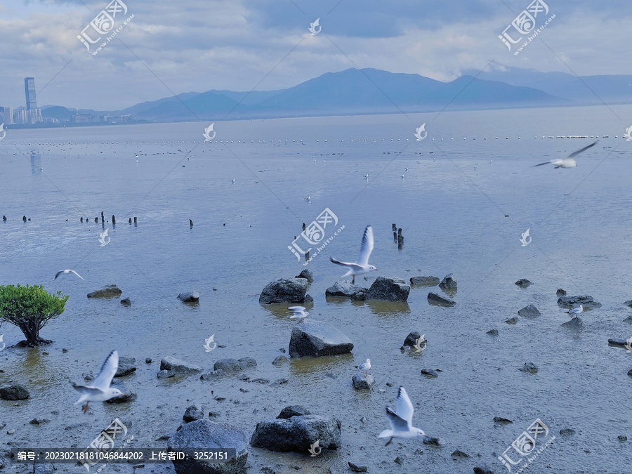 海鸥