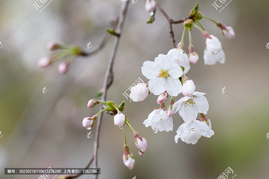 雨后冰清玉洁的樱花