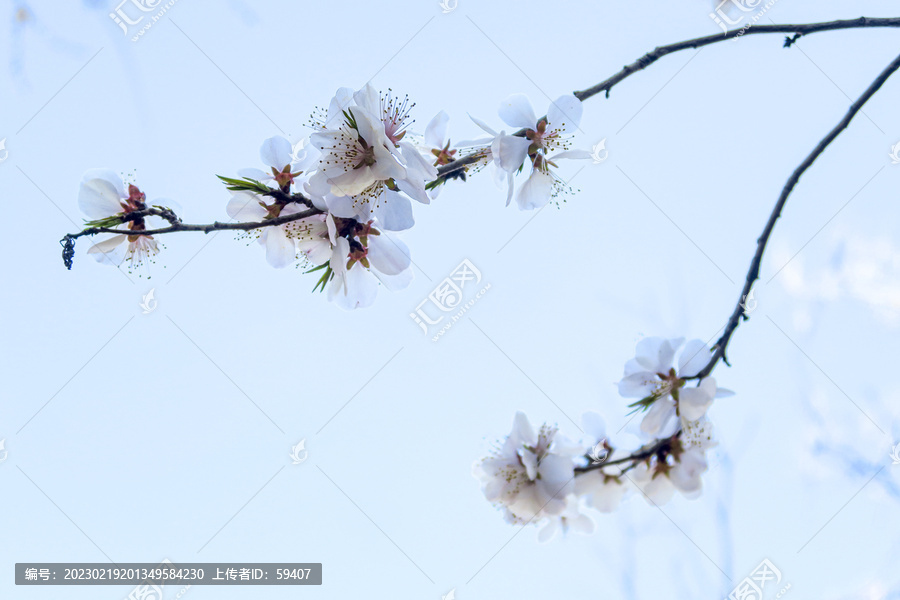 杏花花开