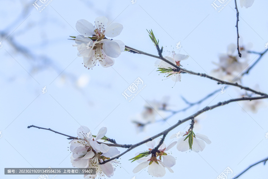 杏花满枝