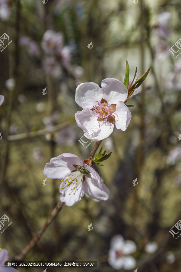 杏花花开