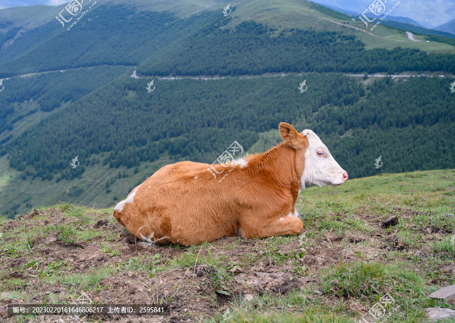 草原小牛犊牡牛西门塔尔牛