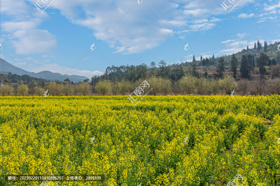 蓝天白云田野盛开油菜花