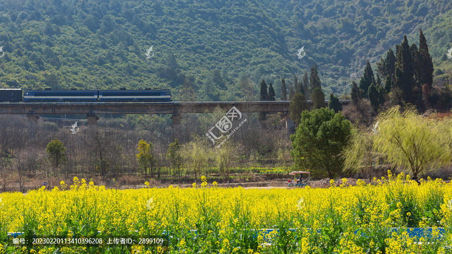 田田野油菜花与火车田园风景