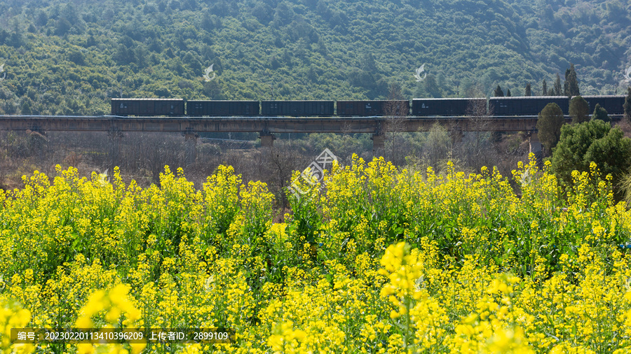 田田野油菜花与火车田园风景