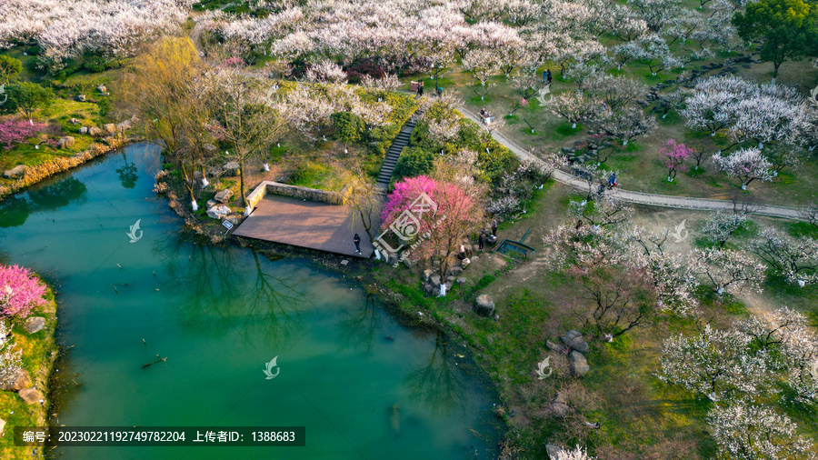 航拍梅花花海