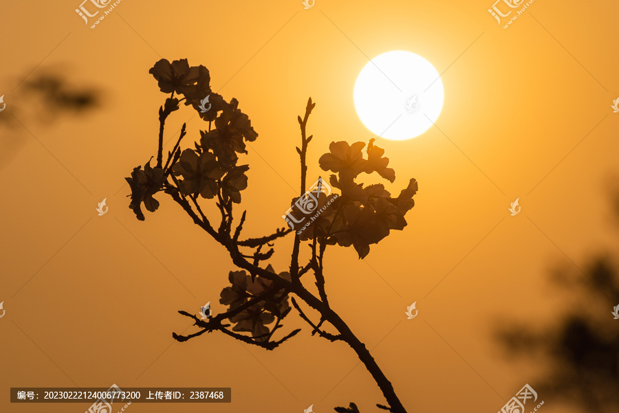 樱花日落风景