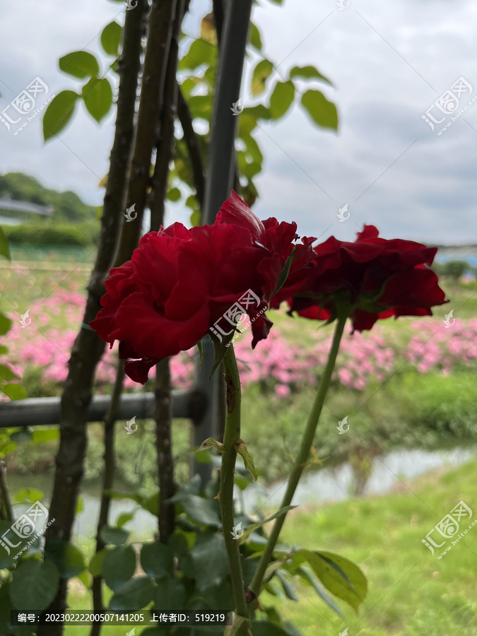 红色玫瑰花