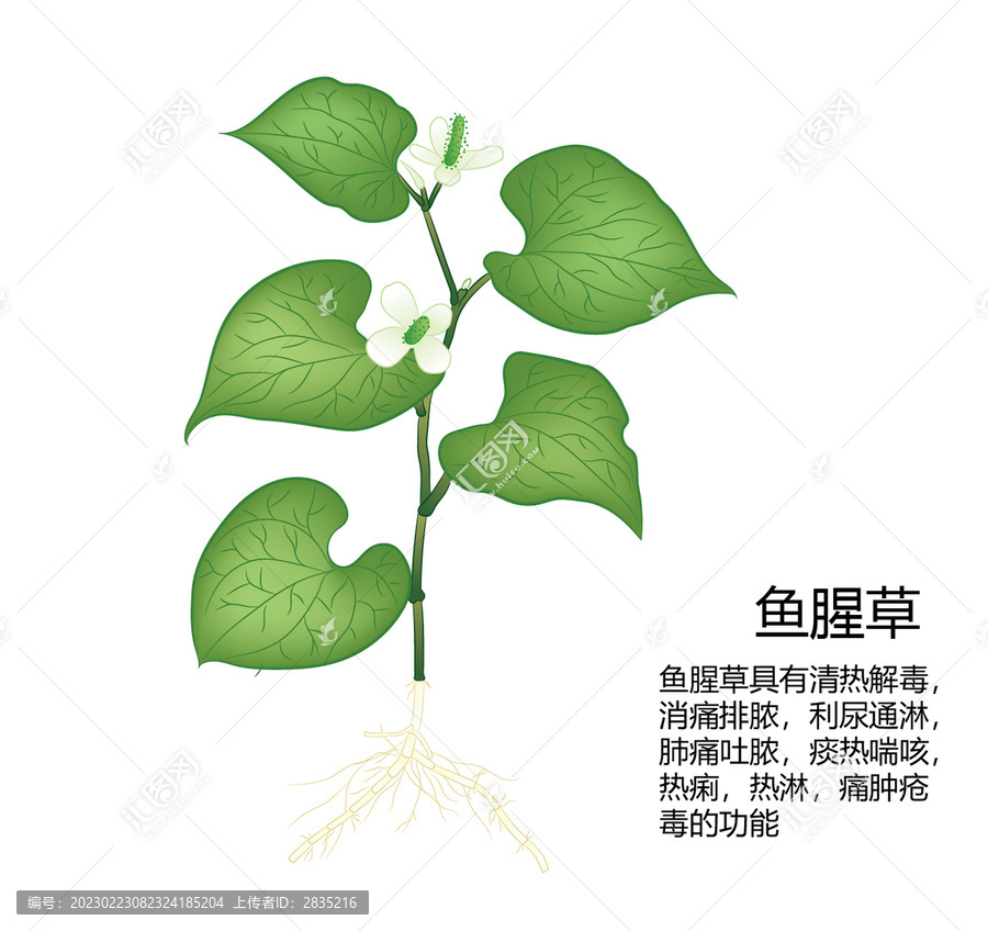 魚腥草