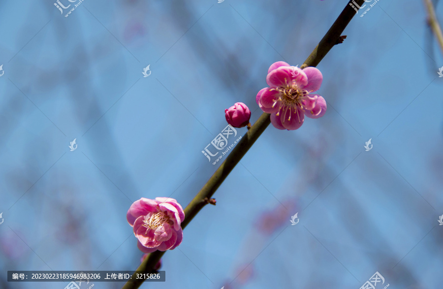 一枝梅花