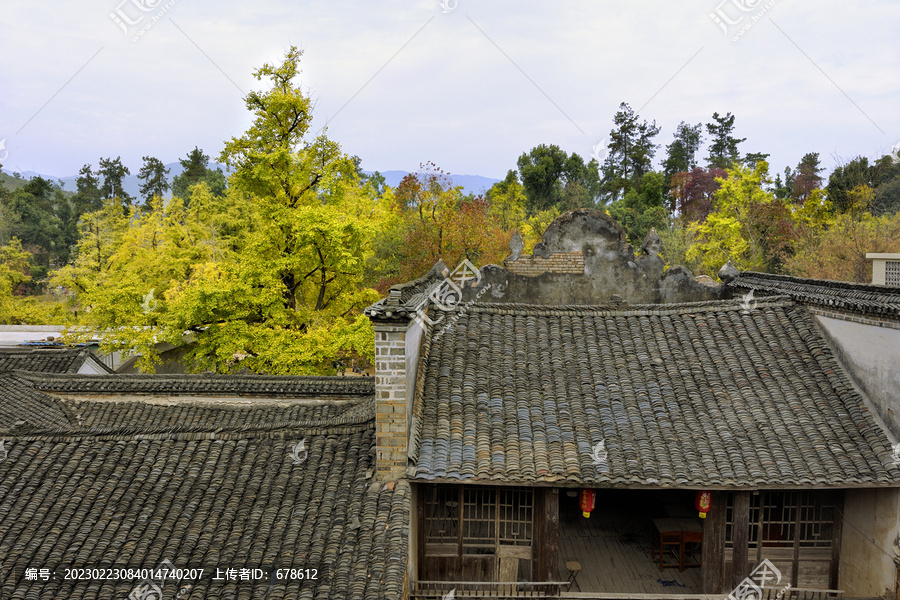 桂林市海洋乡银杏景观