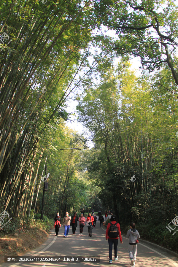 竹林小路