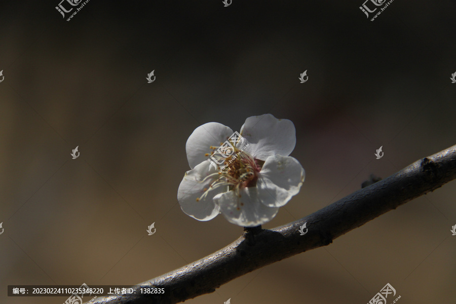 梅花