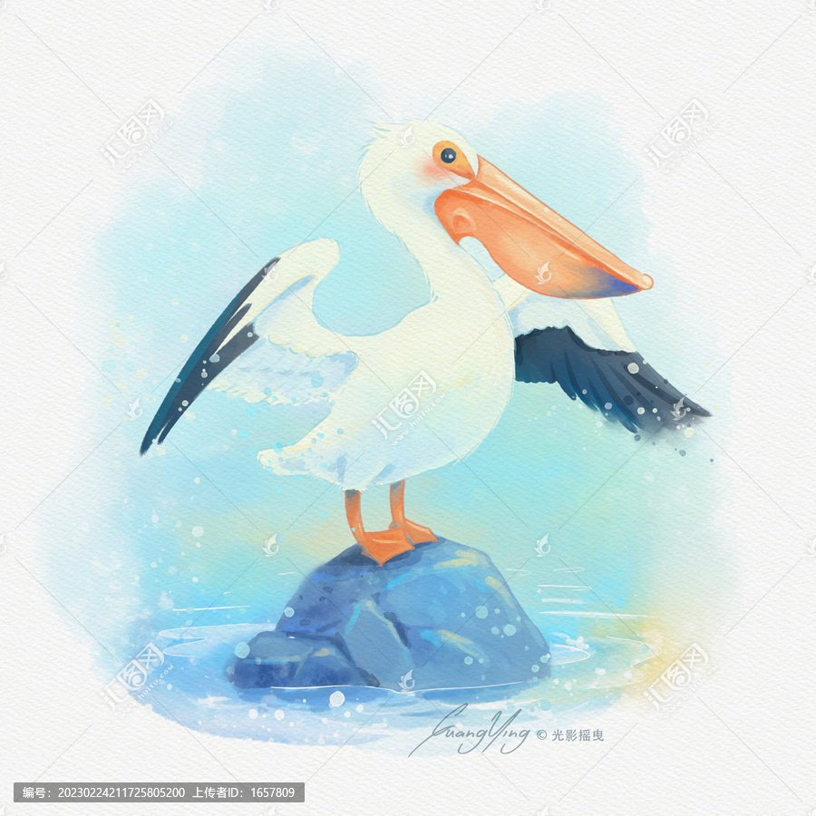 水彩鵜鶘插畫