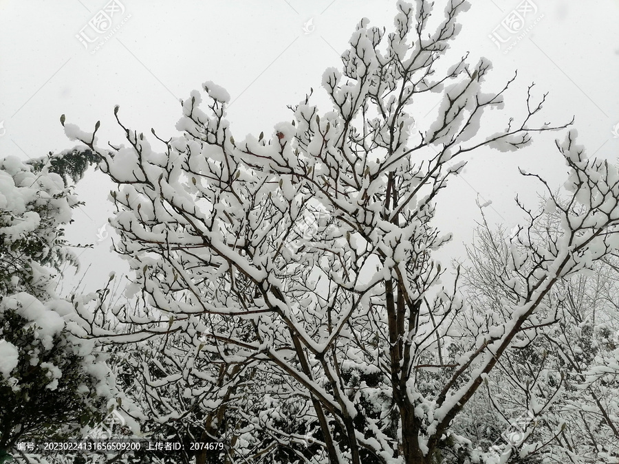 雪压枝头