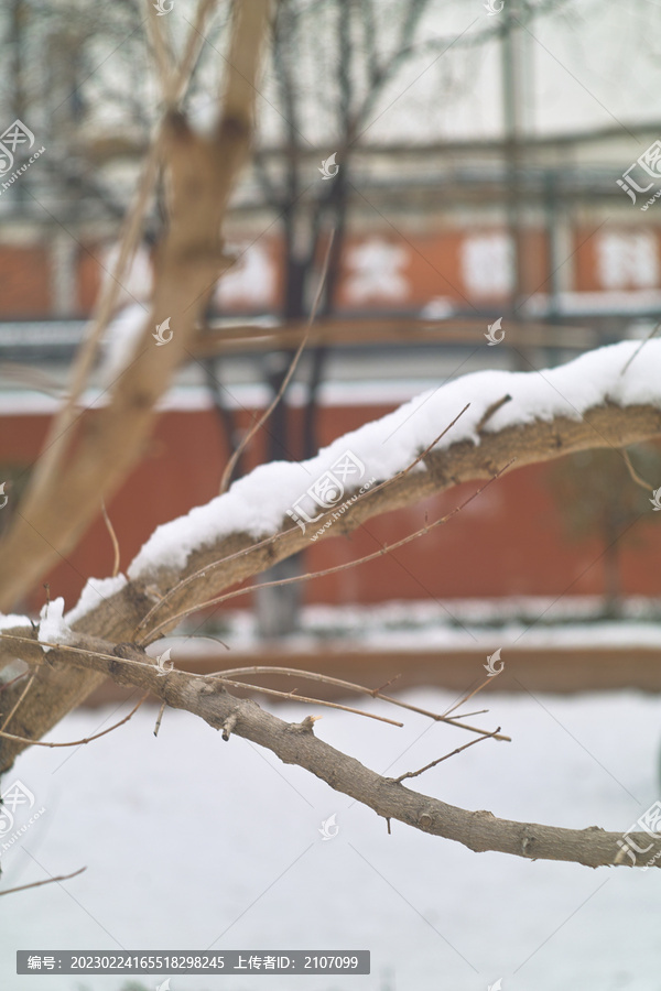 雪中树枝