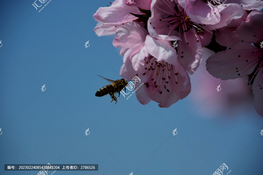 蜜蜂和盛开的桃花