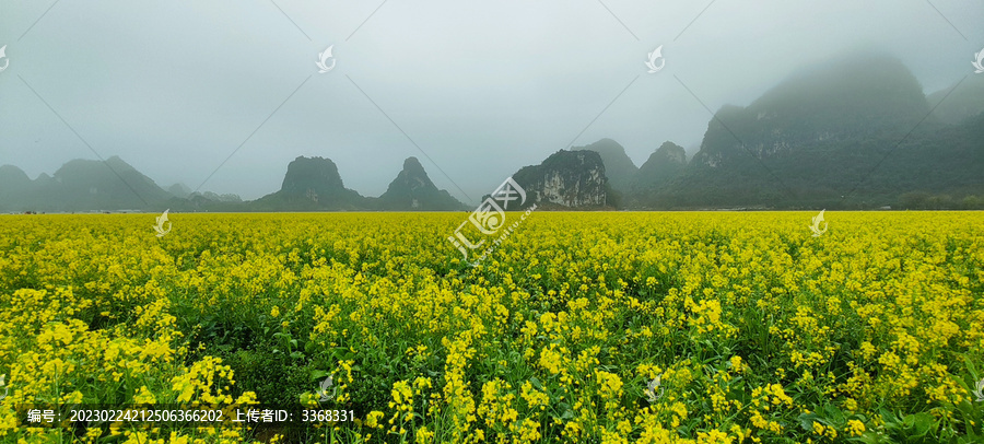 油菜花田