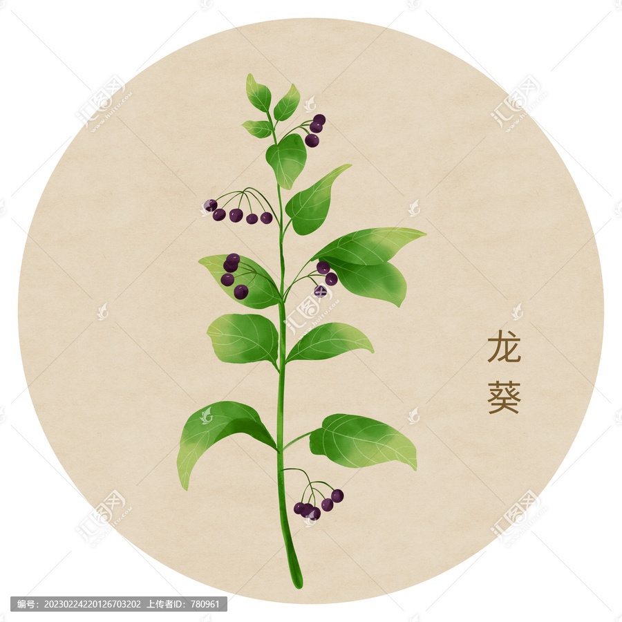 龍葵