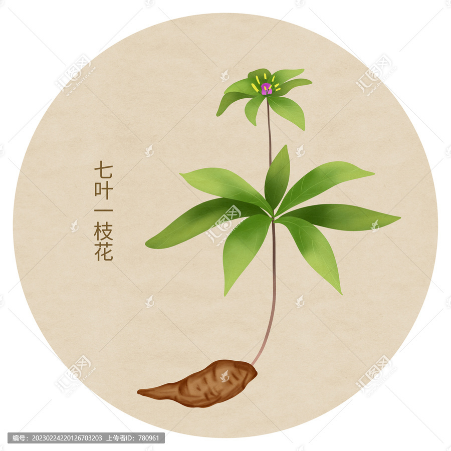 七葉一枝花