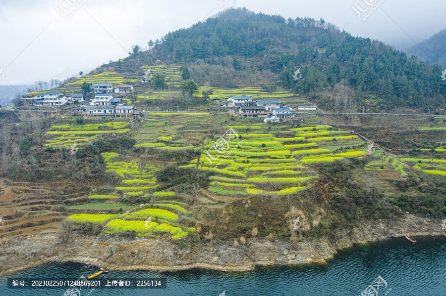 山区梯田油菜花山村