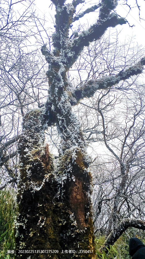 雪花树