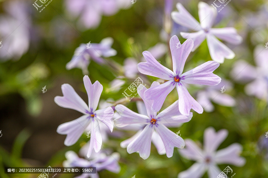 针叶天蓝绣球花