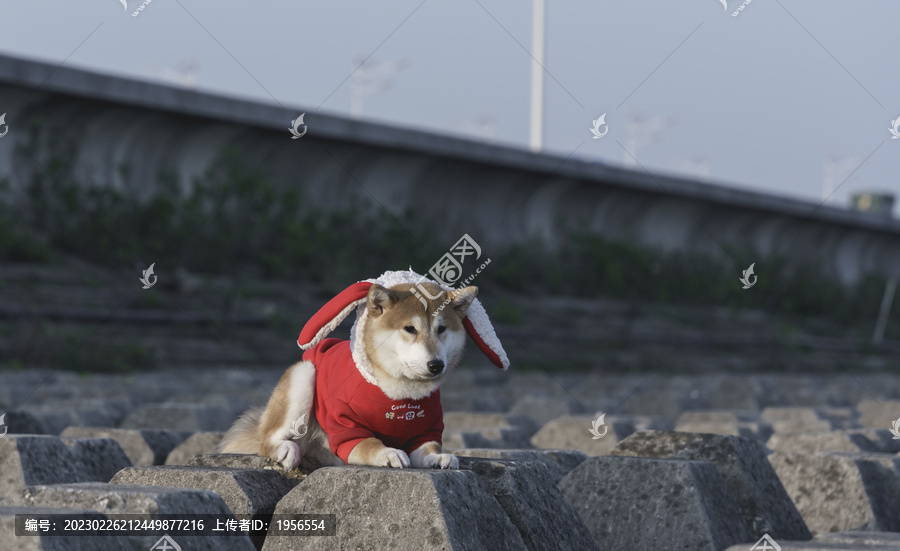 海边的柴犬