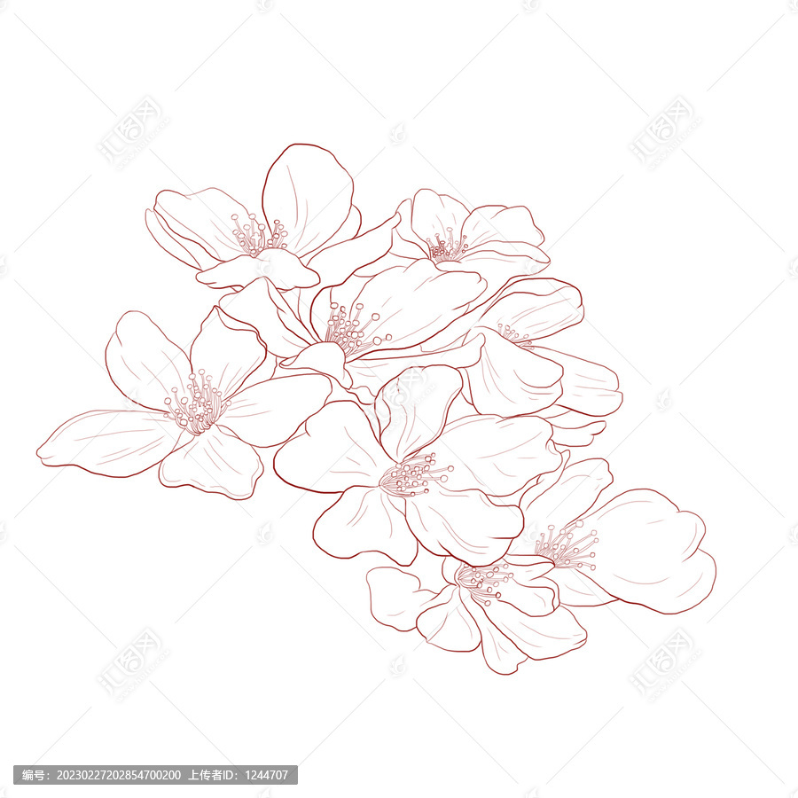 櫻花