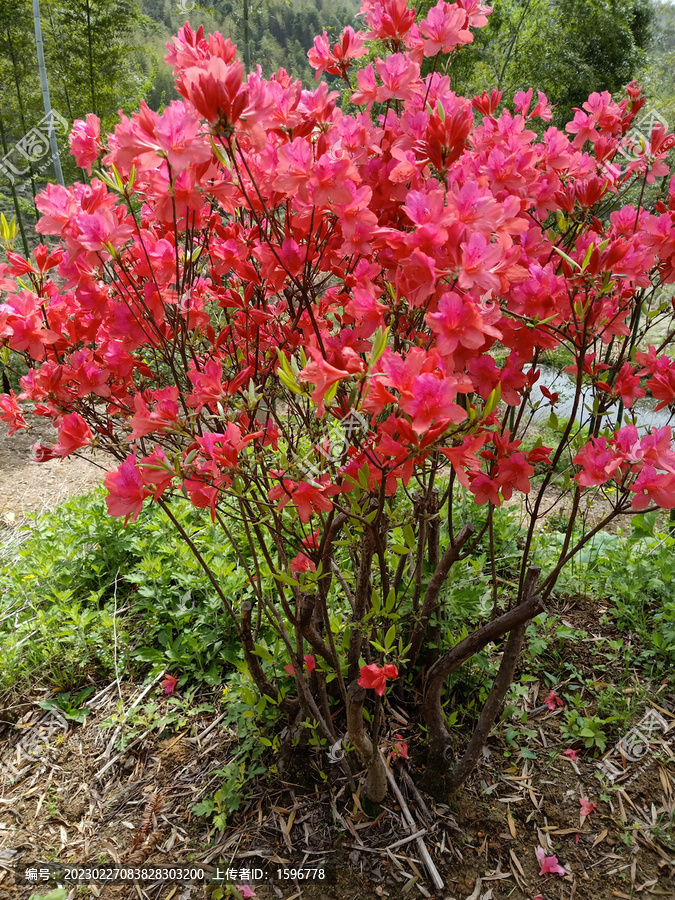 红色杜鹃花映山红