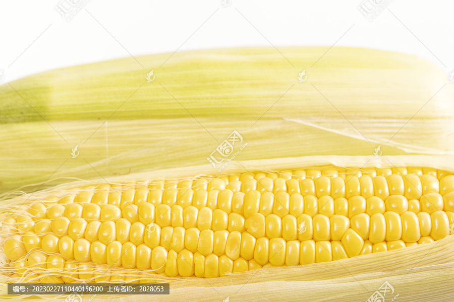 玉米素材白色背景