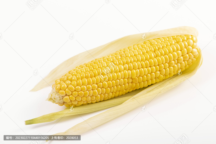 玉米素材白底免扣图