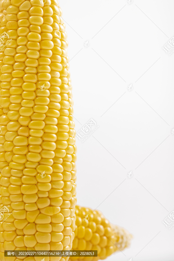 玉米棒子特写白色图片