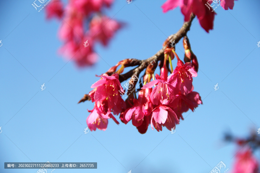 樱花花海