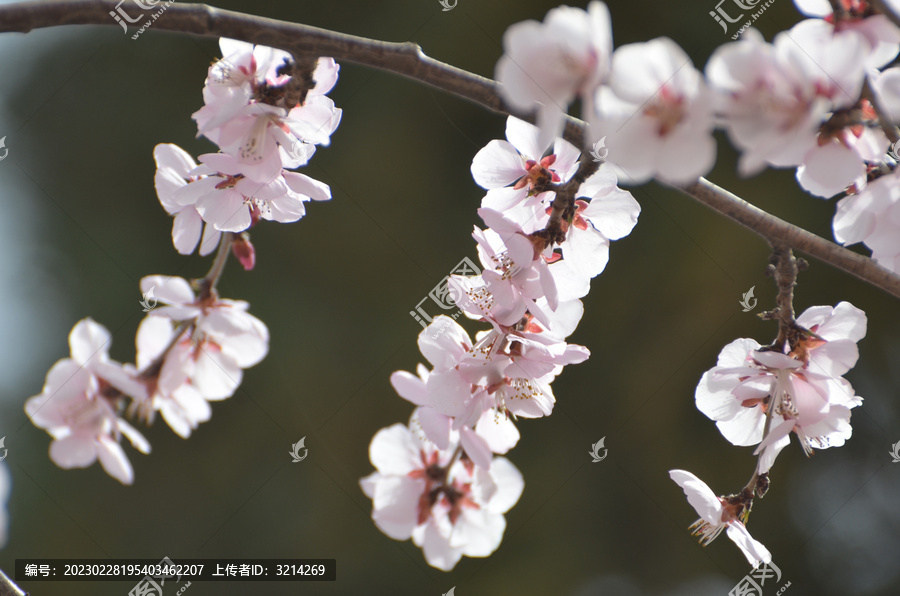 春桃花