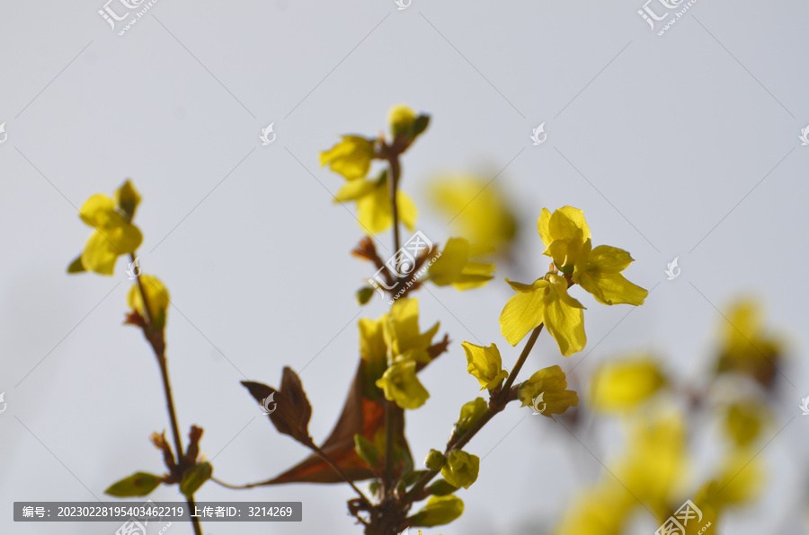 连翘花开